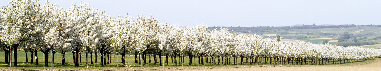 Blühende Obstbaumanlage © Dienstleistungszentren Ländlicher Raum